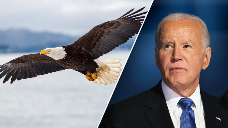 It’s official: Biden signs new law, designates bald eagle as ‘national bird’