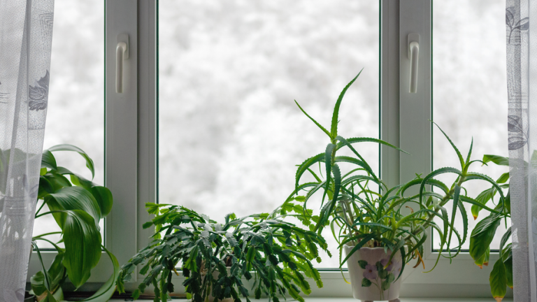 6 products to help your indoor plants to thrive in the winter