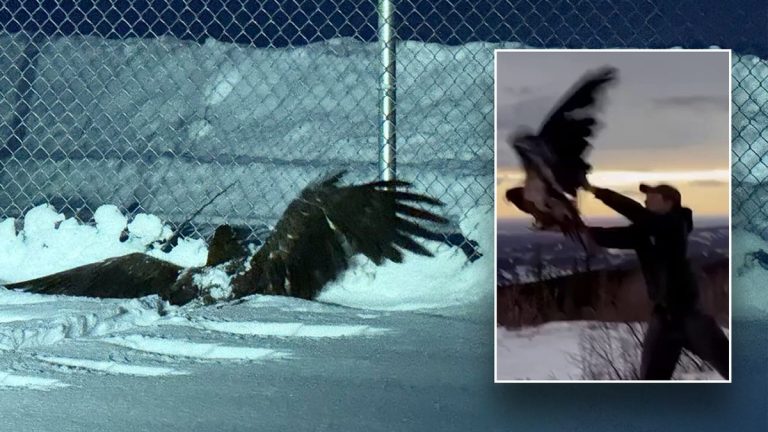 Alaska bald eagle found ‘frozen and unable to fly’ rescued by police: ‘Ready to fly the coop’