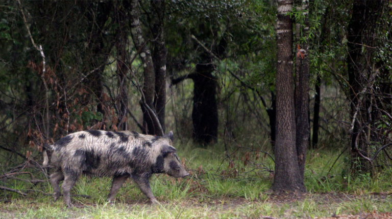 Feral hogs terrorizing Texas town, infuriating locals: ‘I can’t go out there and start blasting’