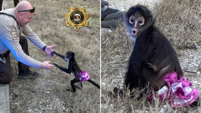 Tutu-wearing monkey picked up near highway in ‘bananas situation’