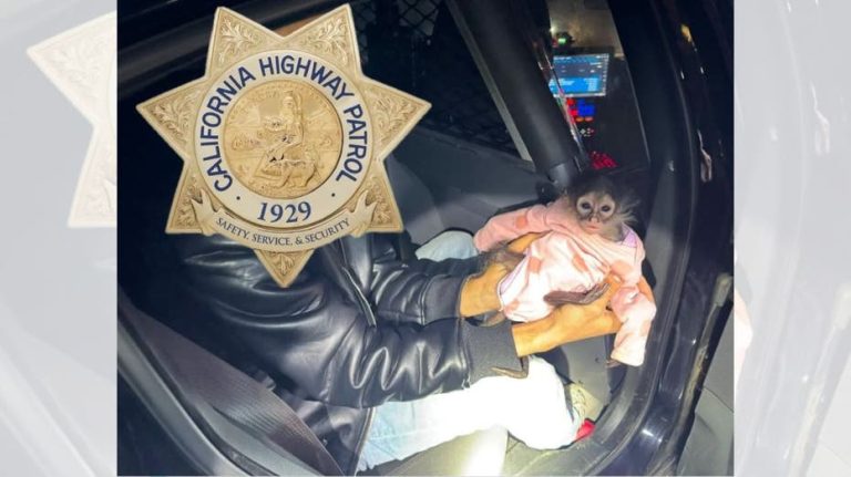 California Highway Patrol gets in some monkey business during routine stop